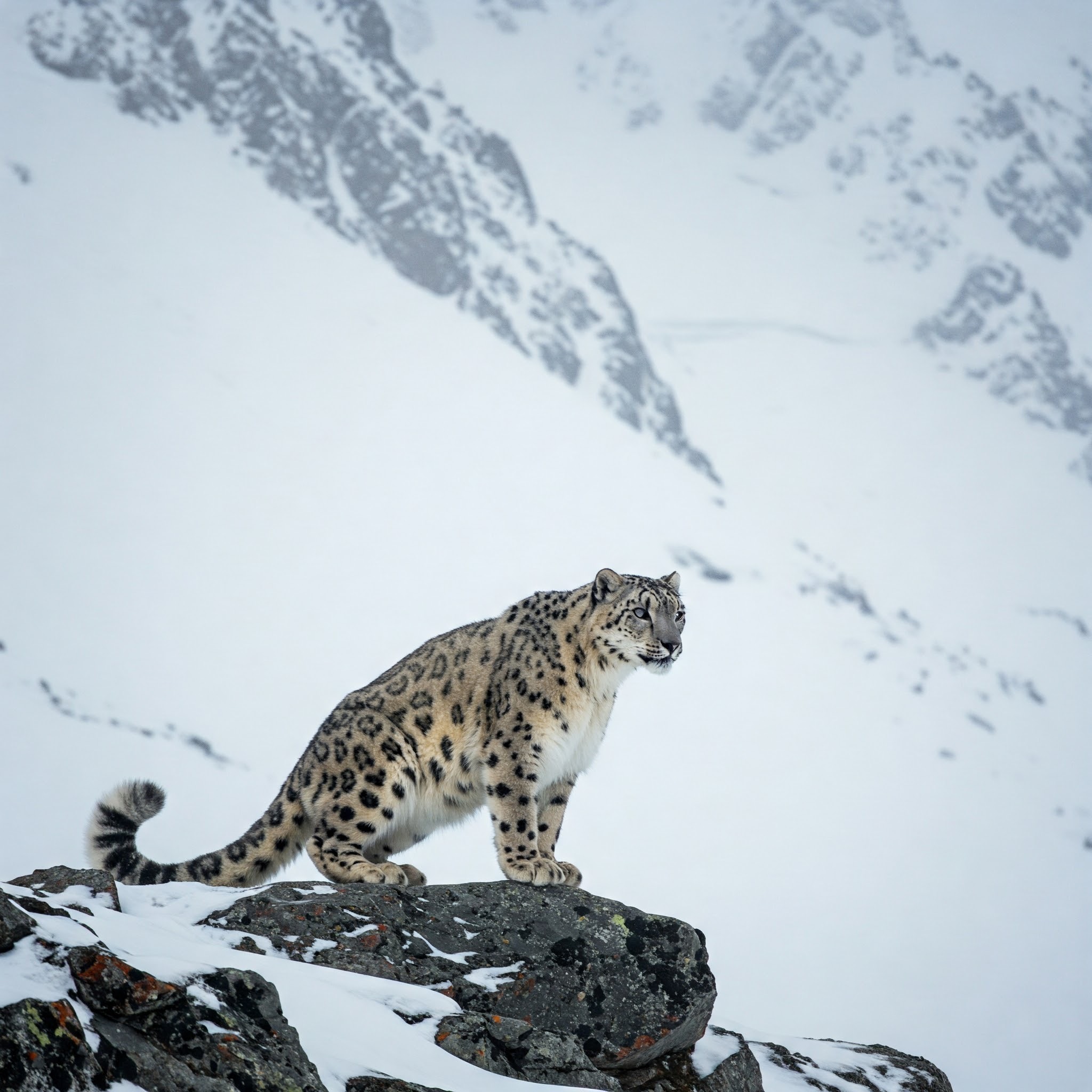 photo of Snow Leopard on a Rocky Outcrop